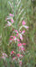 100 Flowered Gaura Seeds,Butterfly Flower,Gaura longiflora -Biennial Bee blossom - Caribbeangardenseed
