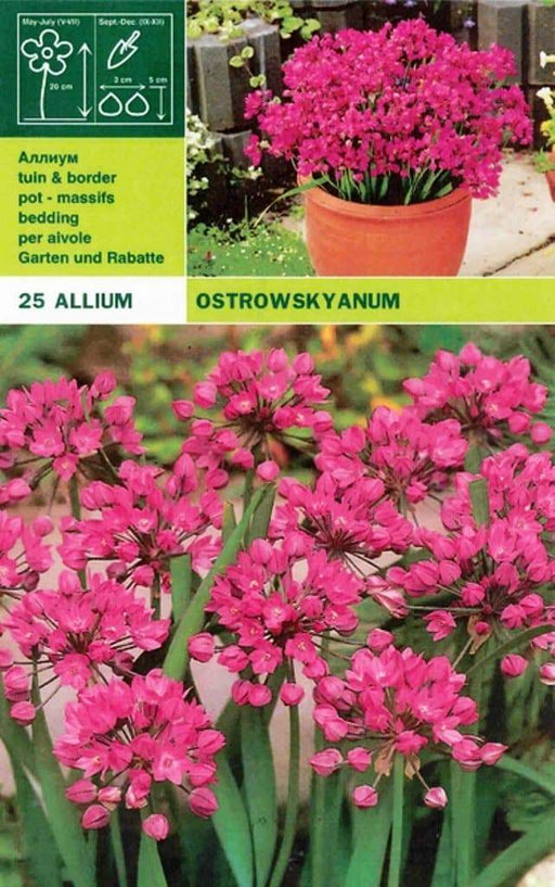 PINK ALLIUM- Bulbs, Deer Resistant, Ostrowskianum Allium - Caribbeangardenseed
