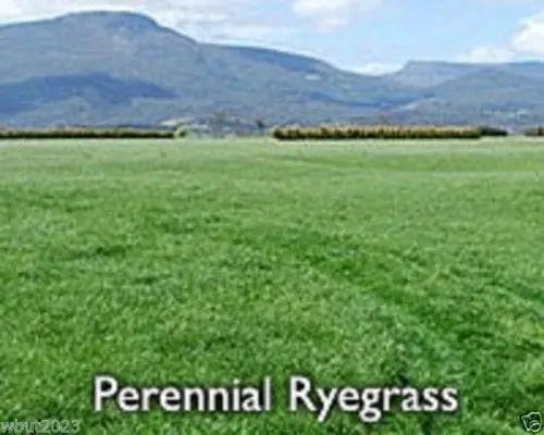 Perennial RyeGrass- PURE SEEDS, Cover Crop- Grazing Use:Beef, Dairy,Sheep, - Caribbeangardenseed