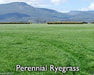 Perennial RyeGrass- PURE SEEDS, Cover Crop- Grazing Use:Beef, Dairy,Sheep, - Caribbeangardenseed