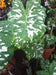 HILO BEAUTY(DWARF ELEPHANT EAR) Bulb,tropical foliage plants - Caribbeangardenseed