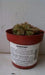 Sundews Plant - Drosera, Carnivorous plant, 3" Pot with dome - Caribbeangardenseed