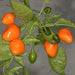 Aji Ecuadorian Orange Pepper -10 Seeds - ,(Capsicum baccatum) Medium hot - Caribbeangardenseed