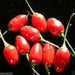 Baccato de orto Chili - (10 Pepper seed,)capsicum baccatum, From Italy. - Caribbeangardenseed