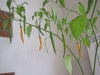 Criolla Sella"Capsicum baccatum.10 Pepper Seeds - Caribbeangardenseed
