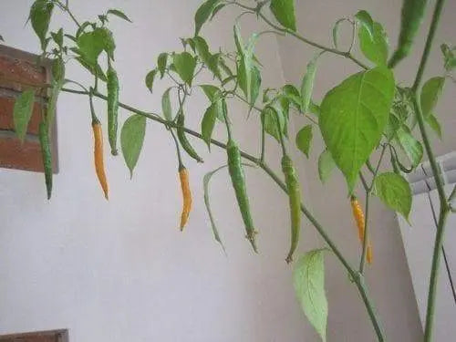 Criolla Sella"Capsicum baccatum.10 Pepper Seeds - Caribbeangardenseed