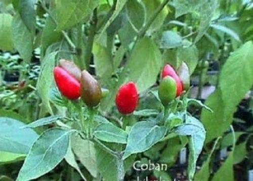 Coban hot Pepper - 10 Seeds, (Capsicum annuum) from Guatemala, hot. - Caribbeangardenseed
