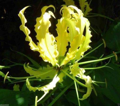 10 Gloriosa Lily Lutea Seeds-Yalow FLOWERS - Caribbeangardenseed