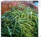 CABAI BURONG,Chile (10 Hot Pepper Seeds ') Capsicum annuum - from Peru, Mild - Caribbeangardenseed