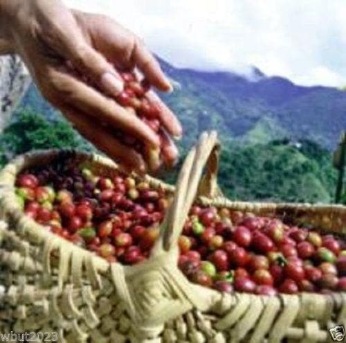 10 Jamaican Blue Mountain Coffee Seeds ,Caribbean Product - Caribbeangardenseed
