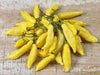 10 Seeds,Aji Yellow Hot Peppers (Strain 2) A variety from Peru - Caribbeangardenseed