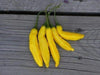 10 Seeds,Aji Yellow Hot Peppers (Strain 2) A variety from Peru - Caribbeangardenseed