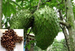 JAMAICAN SOURSOP SEEDS, a.k.a. Guanabana, Freshly Harvest. Tropical Fruit - Caribbeangardenseed