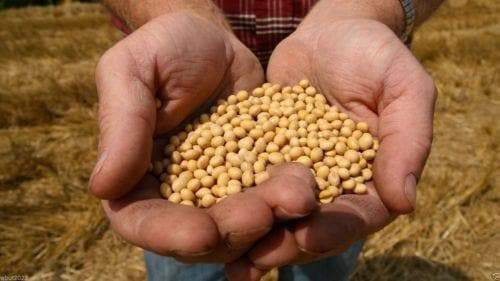 100 White Lion Soybean Seeds ,,Organic NON-GMO ,untreated , Asian Vegetables - Caribbeangardenseed