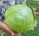 Copenhagen market cabbage Seeds.,Leafy Vegetable, - Caribbeangardenseed