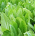 Amish Deer Tongue ,Leaf Lettuce Seeds - Caribbeangardenseed