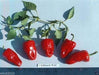 Chilhuacle Rojo Chile - 20 Seeds - Capsicum annuum, Rare, from Mexico’s - Caribbeangardenseed