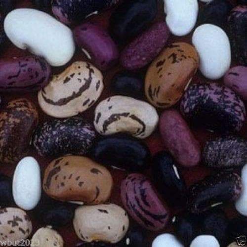 20 Scarlet Runner Bean Mix (Phaseolus Coccineus)Mix of Purple,Red ,White Flowers - Caribbeangardenseed