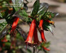 25 Cigar Plant Seeds,Mexican Cigar Plant - Scarlet (Cuphea Ignea)-Non Gmo Seed - Caribbeangardenseed