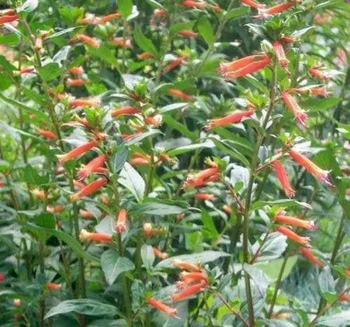 25 Cigar Plant Seeds,Mexican Cigar Plant - Scarlet (Cuphea Ignea)-Non Gmo Seed - Caribbeangardenseed