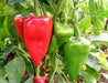 Spanish Piquillo Peppers Seeds, sweet Capsicum annuum - Caribbeangardenseed