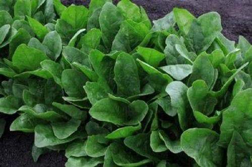 250 Imperial Green Hybrid Spinach Seed Asian Vegetable - Caribbeangardenseed