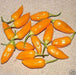 AJI HABANERO Seeds ( Capsicum baccatum) Mild HOT ! - Caribbeangardenseed