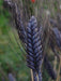 Black Knight Wheat Seeds-ornamental grass - Caribbeangardenseed