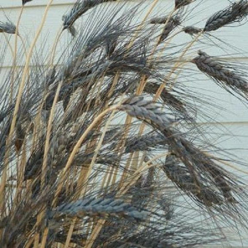 Black Knight Wheat Seeds-ornamental grass - Caribbeangardenseed