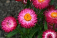 500 STRAWFLOWER SEEDS - Rose/Pink- Helichrysum Bracteatum ,Great for Cut flowers - Caribbeangardenseed