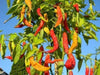 Aji brazilian dedo de marco, Pepper Seeds ( Capsum Baccatum) from Brazil,Mild - Caribbeangardenseed