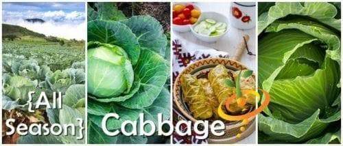 All Seasons Cabbage Seeds,A very heat resistant,Hot summer - Caribbeangardenseed