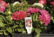 Aster-Pot 'n Patio Pink,(SEED) You cannot go wrong with this 100 FLOWER SEEDS ! - Caribbeangardenseed