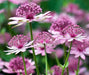 Astrantia, Star of Beauty ( plant/Root) perennial - Caribbeangardenseed
