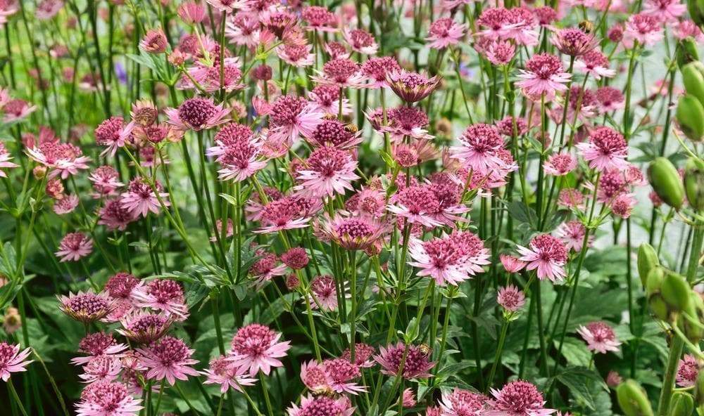 Astrantia, Star of Beauty ( plant/Root) perennial - Caribbeangardenseed