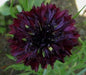 Bachelor Button Seeds- Double Ball Black -,Centaurea Cyanus - Caribbeangardenseed