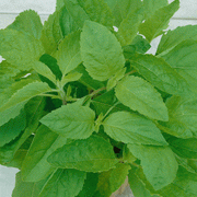 BASIL Herb Seeds 'CLOVE SCENTED' - (OCIMUM GRATISSIMUM) High Quality,.
