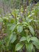 BASIL Herb Seeds 'CLOVE SCENTED' - (OCIMUM GRATISSIMUM) High Quality, - Caribbeangardenseed