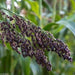 Black Amber Sorghum Seeds - Heirloom - Untreated - Corn-Ornamental ! - Caribbeangardenseed