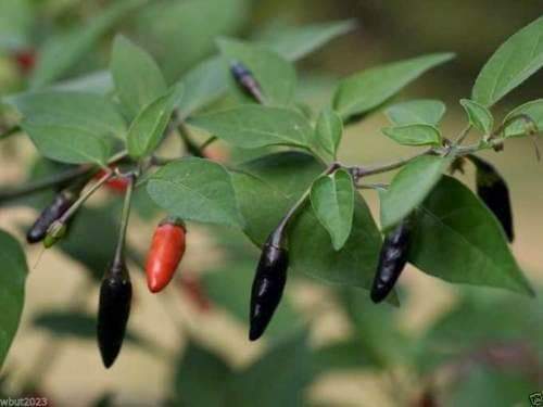 Black chili Pepper(30 Seeds) Chili Pepper ORGANIC ,Capsicum annuum - Caribbeangardenseed