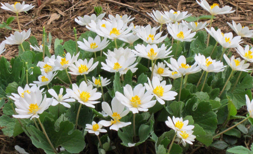Blood Root Plant,( plant/Root) Perennial native wildflower - Caribbeangardenseed