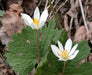 Blood Root Plant,( plant/Root) Perennial native wildflower - Caribbeangardenseed