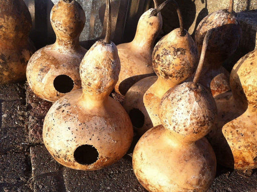 Bottle Gourd,Bird House,Ornamental types need about 90 to 100 days. - Caribbeangardenseed