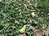 Calabash Round SEEDS, Edible bottle gourd , Asian vegetable - Caribbeangardenseed