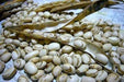 Carioca bean (feijão carioquinha), Brazil's most popular bean- 100 Seeds - Caribbeangardenseed