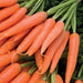 Carrot Seeds,Organic Danvers 126 Carrot(Daucus carota) -Biennial ! - Caribbeangardenseed
