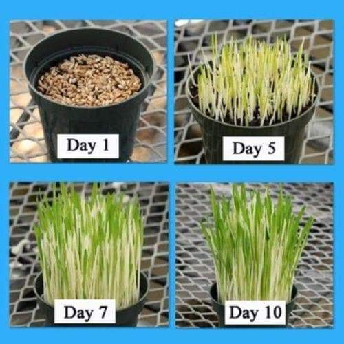 Variegated Cat Grass seeds, A real treat for your feline companion - Caribbeangardenseed