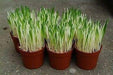 Variegated Cat Grass seeds, A real treat for your feline companion - Caribbeangardenseed