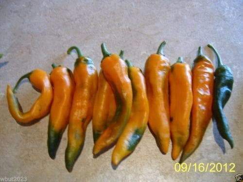 Chilhuacle Amarillo Pepper seed- Capsicum annuum - Caribbeangardenseed