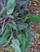 Chinese flowering cabbage,hon tsai tai Seeds, Purple Choy Sum (kosaitai) Asian Vegetable - Caribbeangardenseed